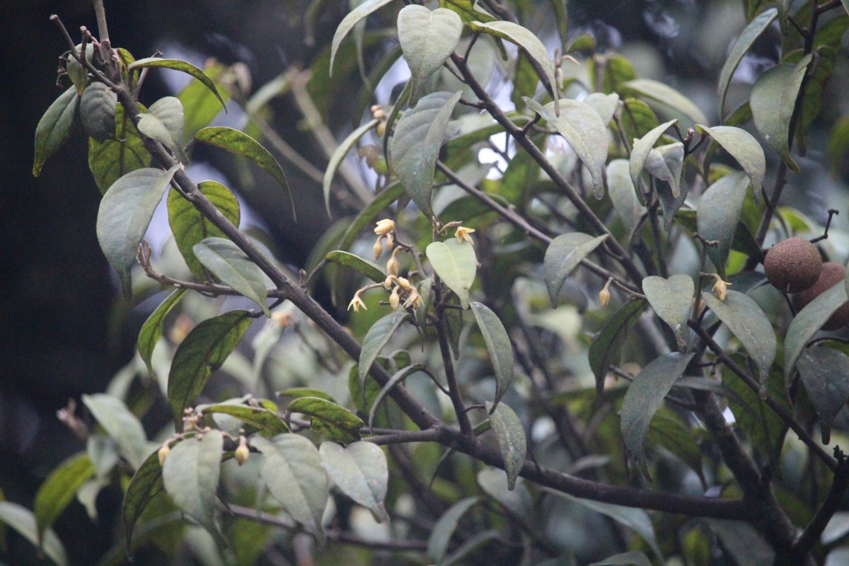 Stemonoporus cordifolius (Thwaites) Alston